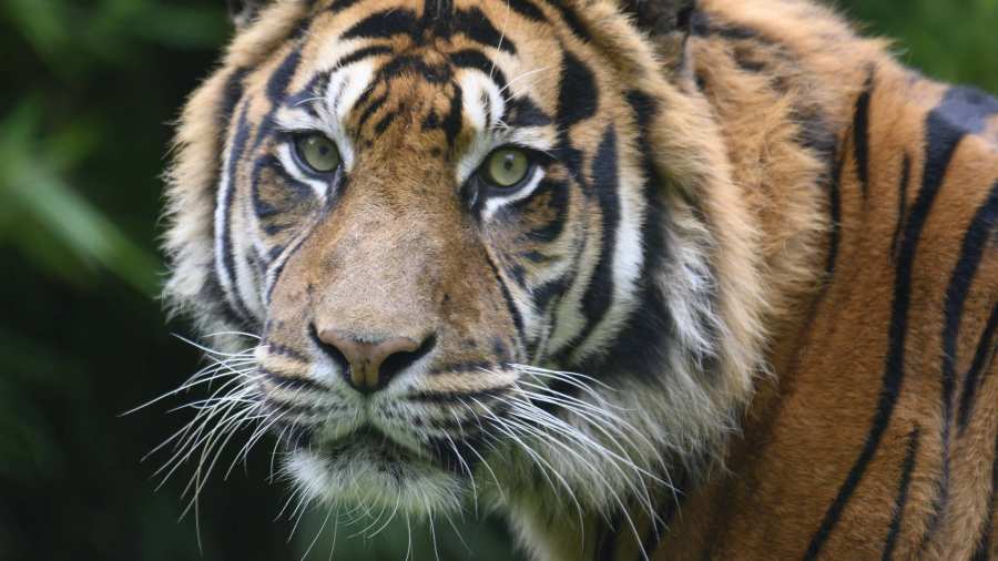 357504 tijger. SRM. SRM project Save the Tiger!