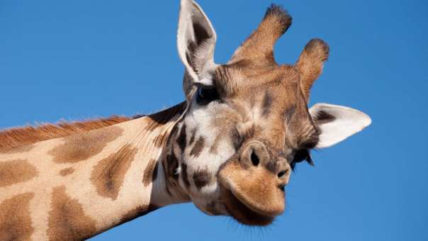 International Week Burgers Zoo dierentuin