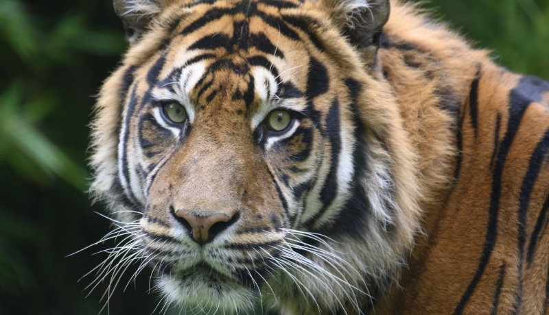 tijger. SRM. SRM project Save the Tiger!