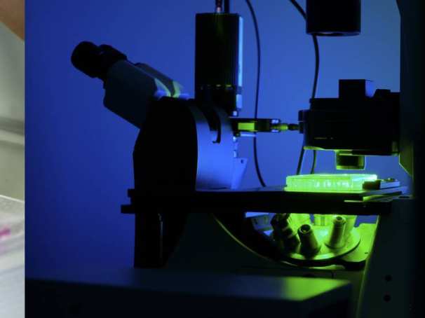 Organoid, microscoop en labonderzoek staan voor drug discovery.