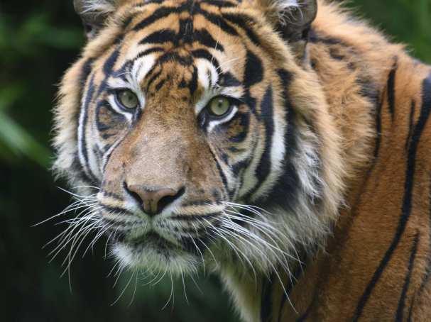 tijger. SRM. SRM project Save the Tiger!