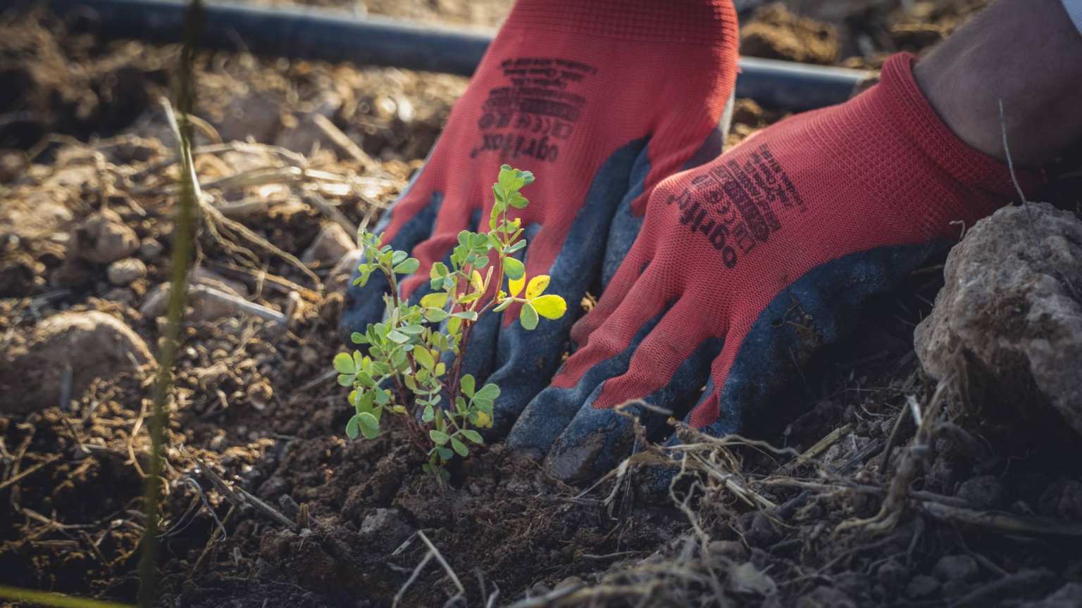 HAN Bos bomen planten door studenten